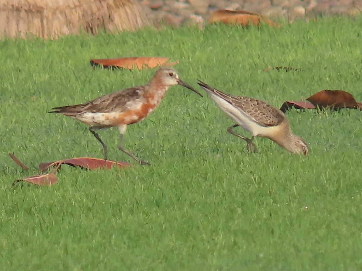 Curlew Sandpiper - ML482786491