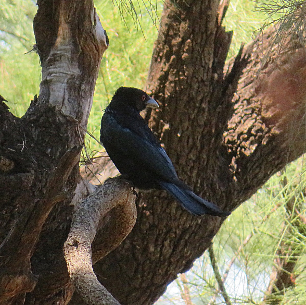 Spangled Drongo - ML482786661