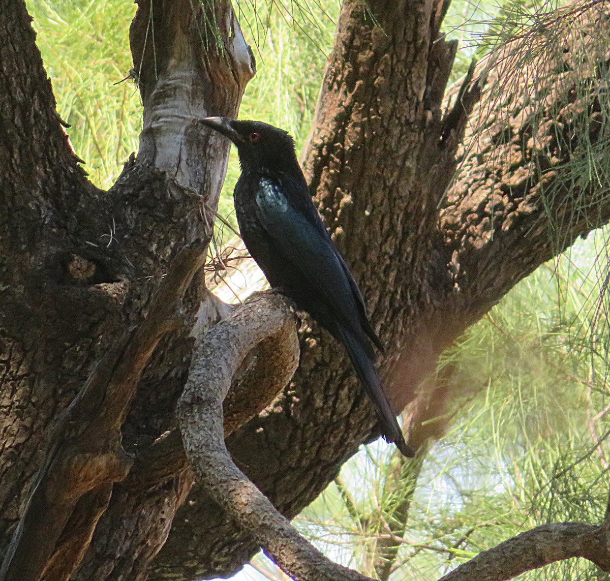 Spangled Drongo - ML482786671