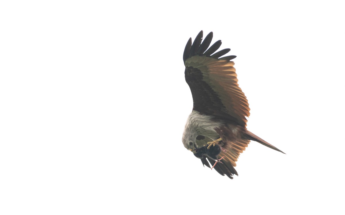 Brahminy Kite - ML482786921