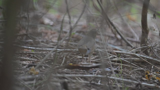 Siberian Blue Robin - ML482787471