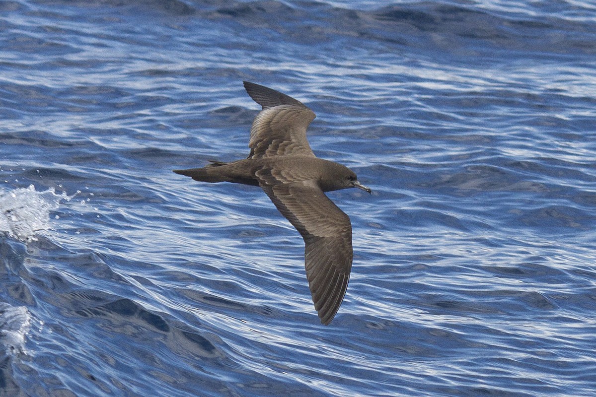Wedge-tailed Shearwater - Anonymous