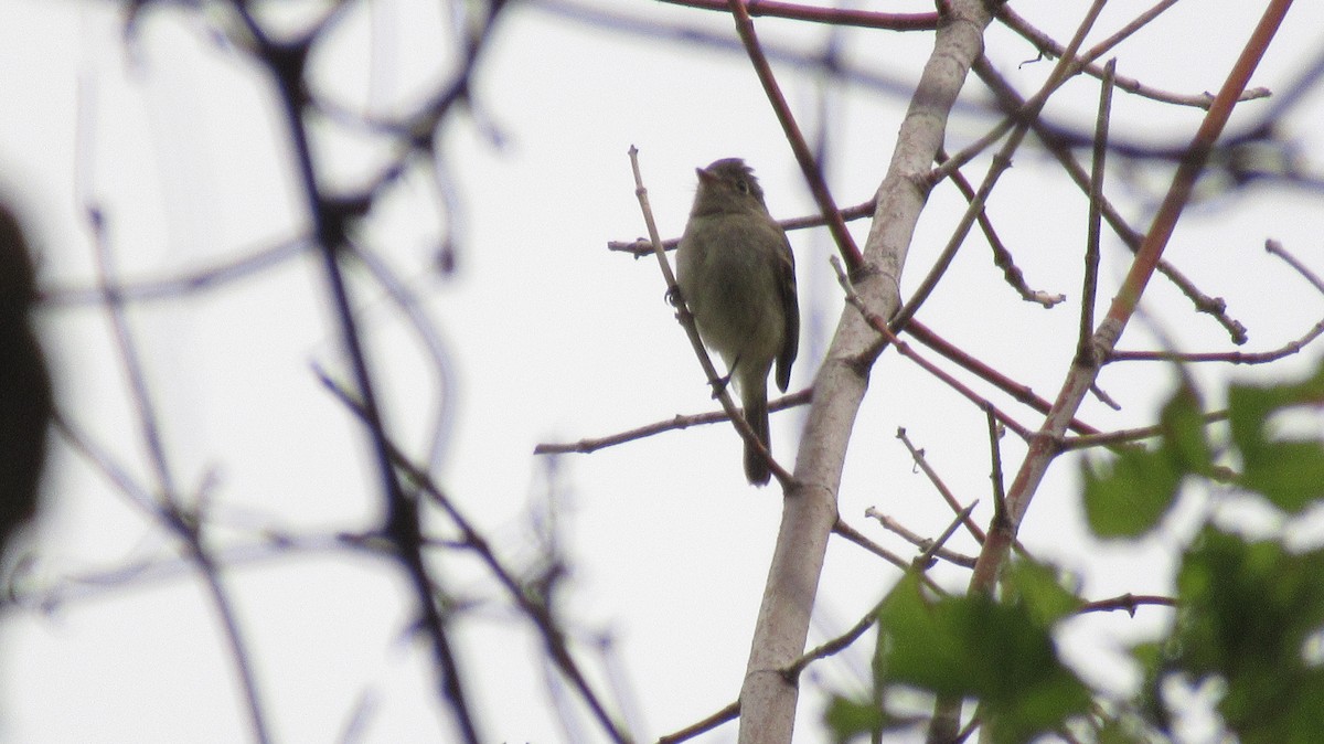 Eastern Wood-Pewee - ML482790391