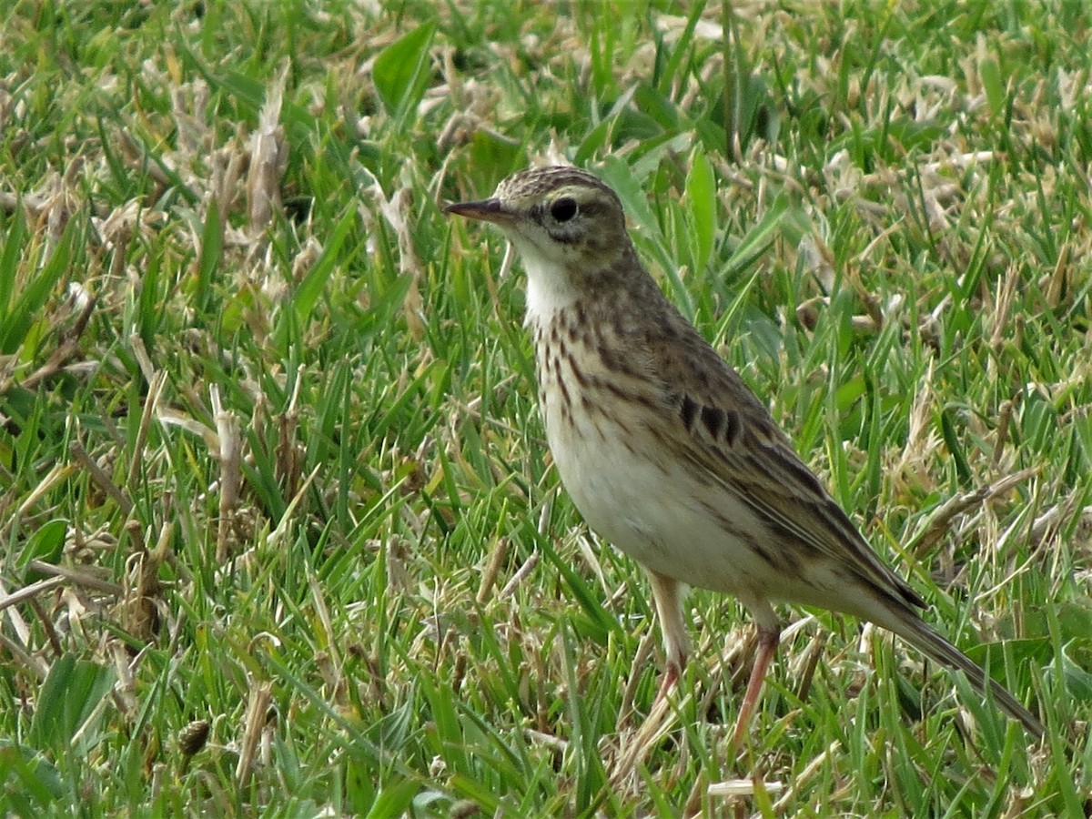 Australian Pipit - Glenda Fitzpatrick