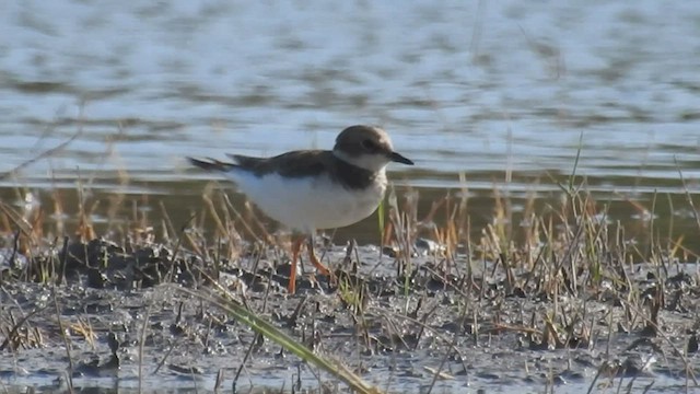 Little Ringed Plover (curonicus) - ML482792921