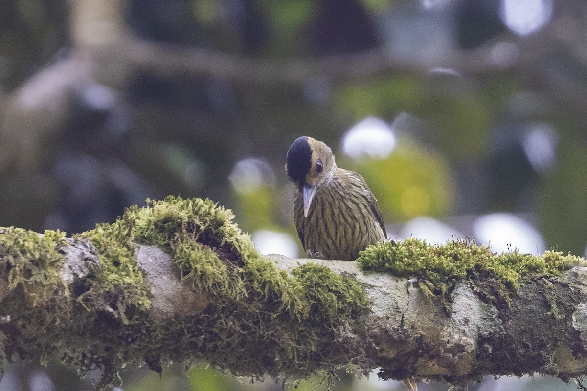 Elliot's Woodpecker (Elliot's) - Niall D Perrins