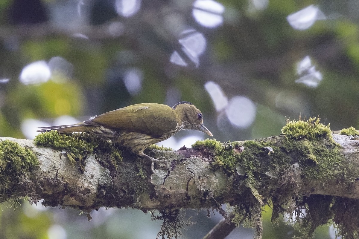 Elliot's Woodpecker (Elliot's) - ML482793731