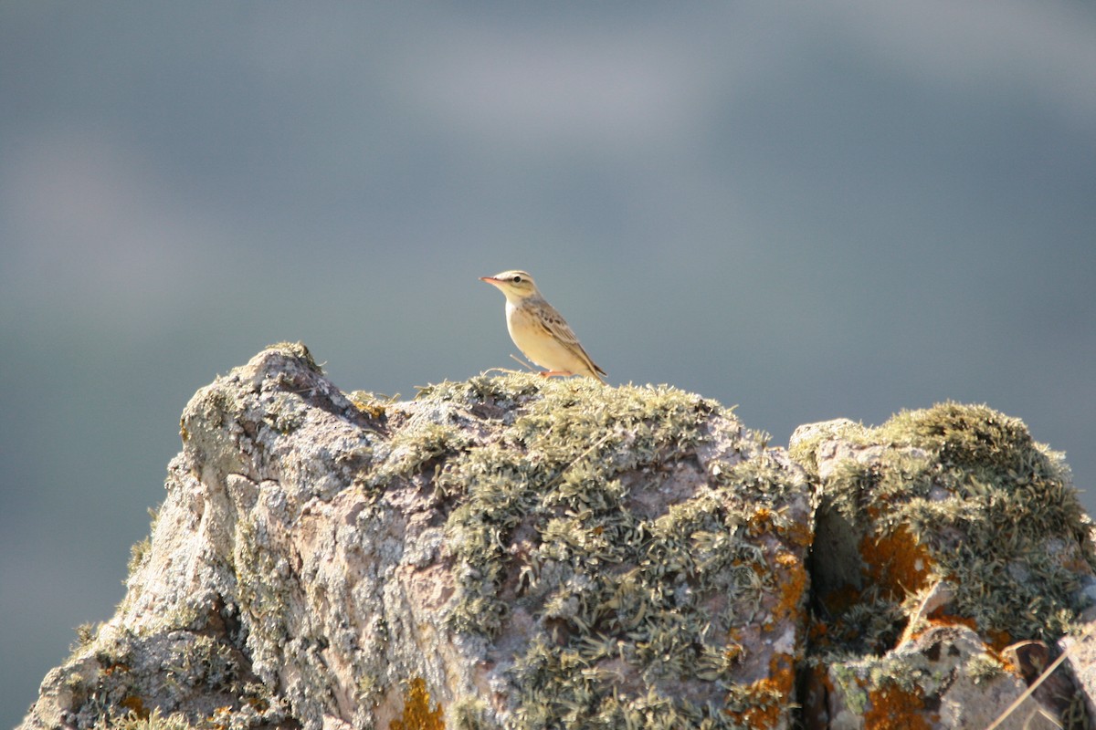 Tawny Pipit - Elan Federico Zucchetti