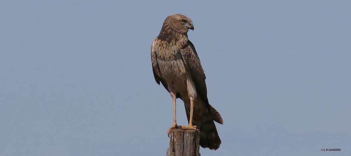 Swamp Harrier - Laurence Sanders