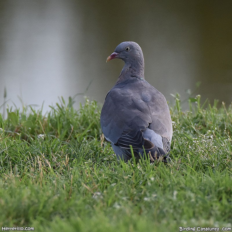 Common Wood-Pigeon - ML482794661