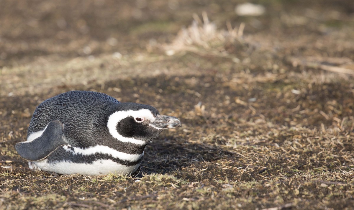 Magellanic Penguin - Micky Reeves