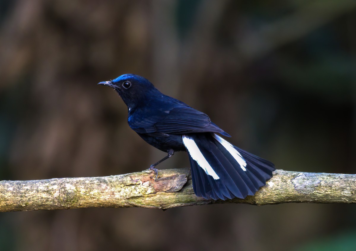 White-tailed Robin (White-tailed) - Ratul Singha