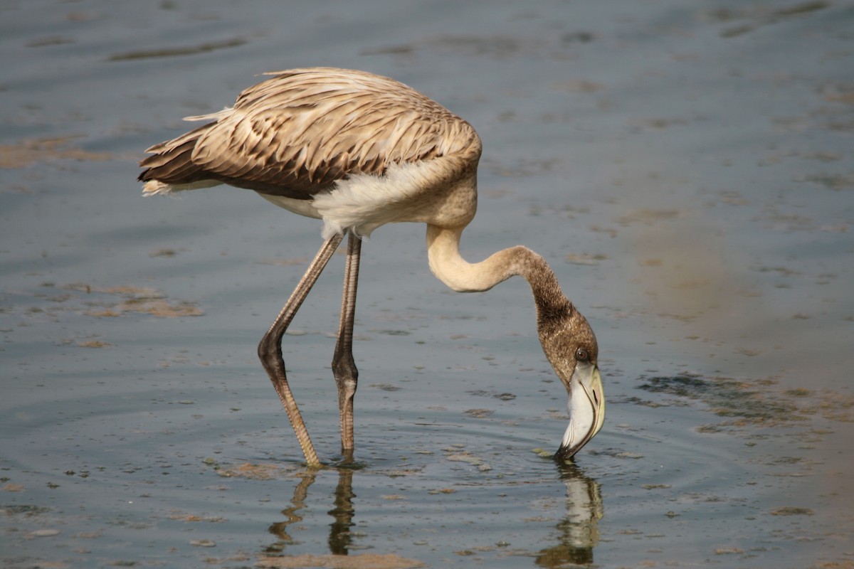 Greater Flamingo - ML482797231