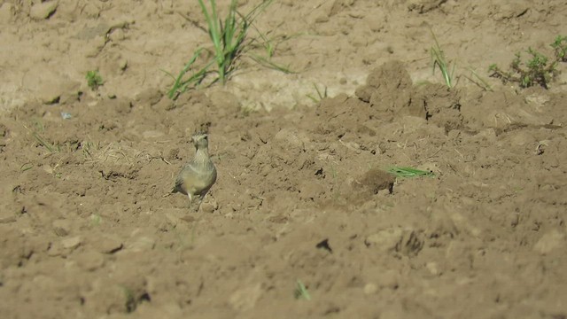 Eurasian Dotterel - ML482797371