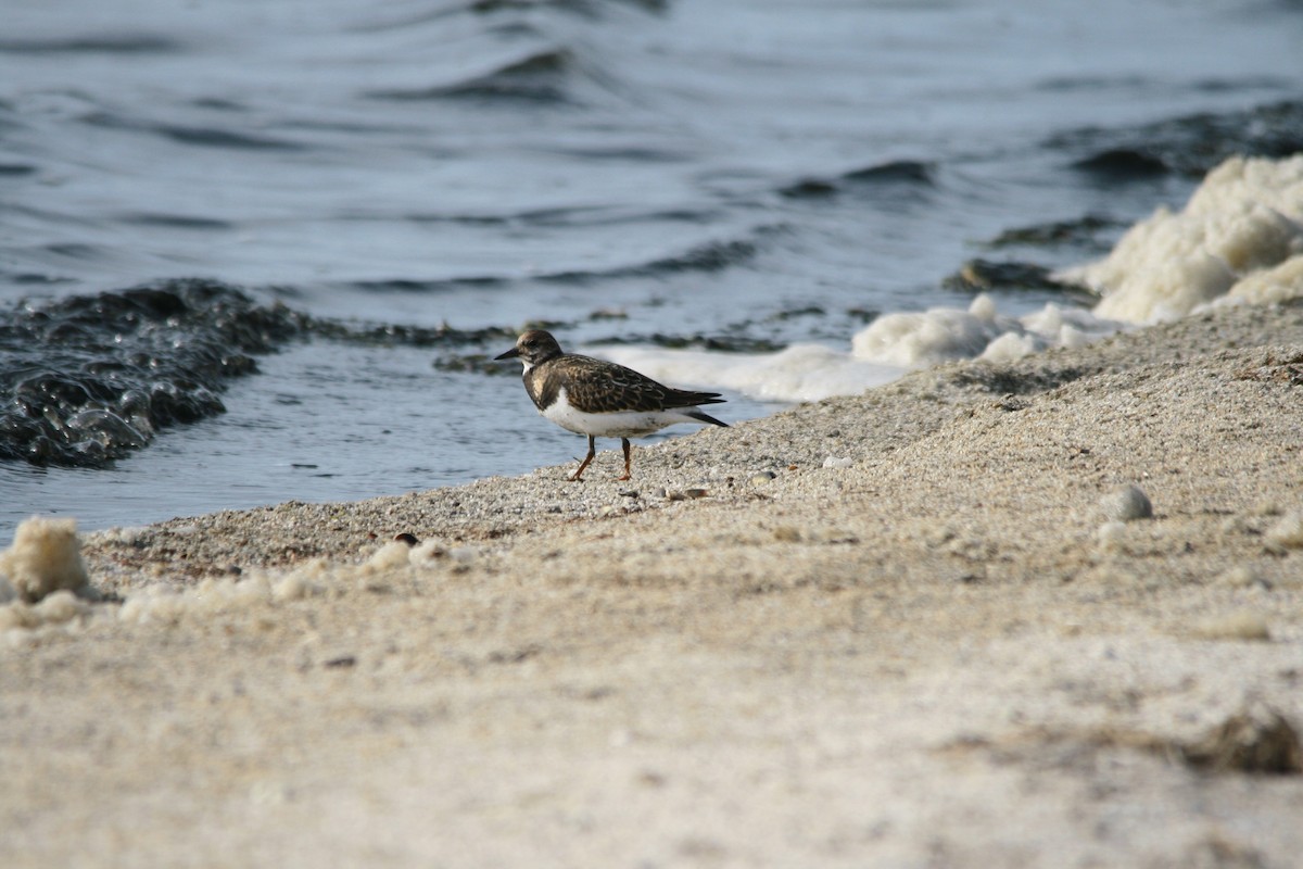 Ruddy Turnstone - Elan Federico Zucchetti