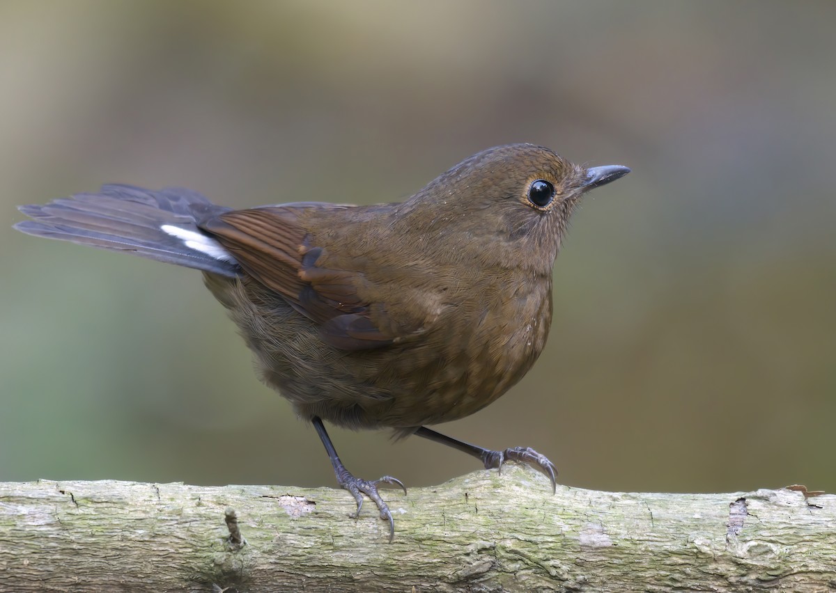 White-tailed Robin (White-tailed) - Ratul Singha