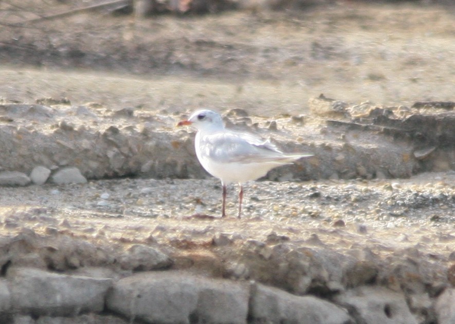 Mouette mélanocéphale - ML482797531