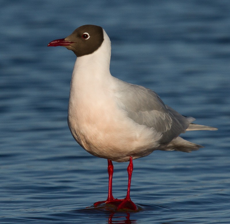 Brown-hooded Gull - Micky Reeves