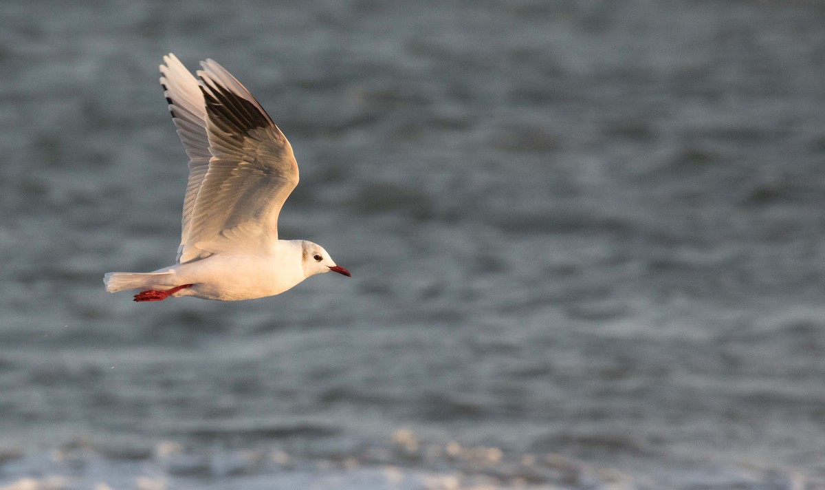 Brown-hooded Gull - Micky Reeves