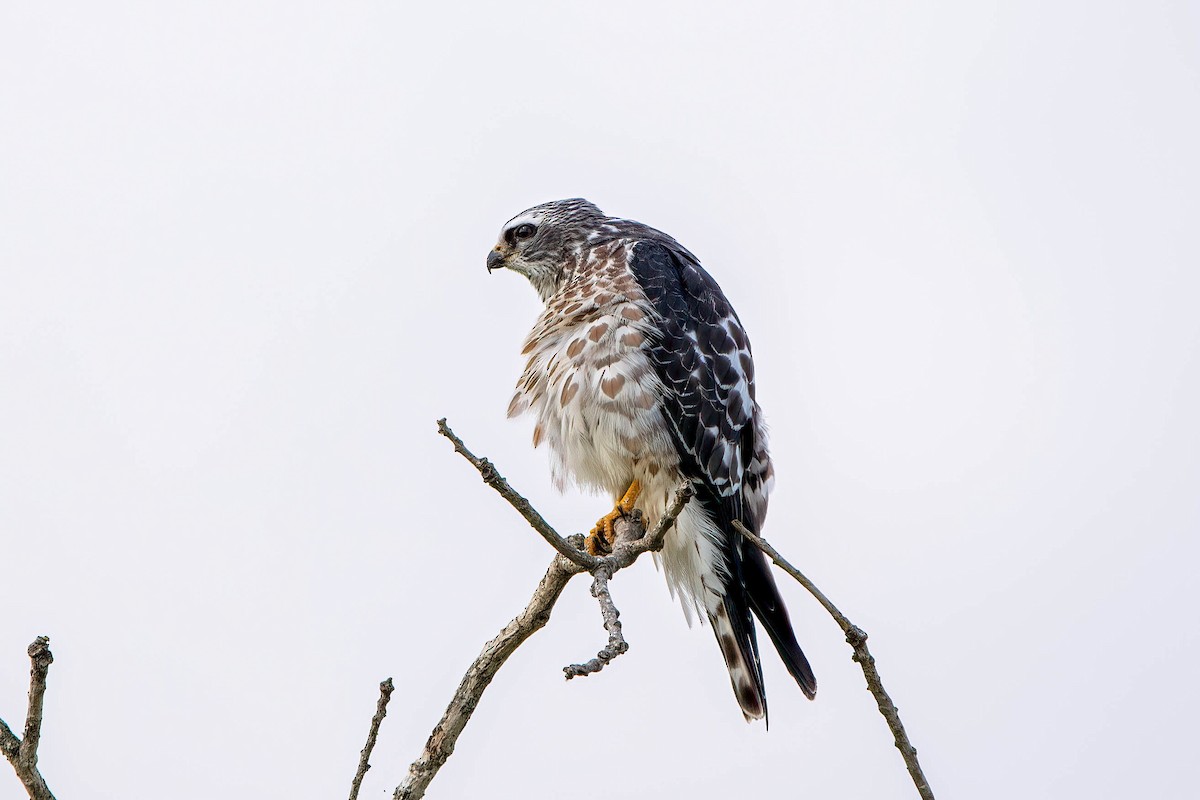 Mississippi Kite - ML482800921