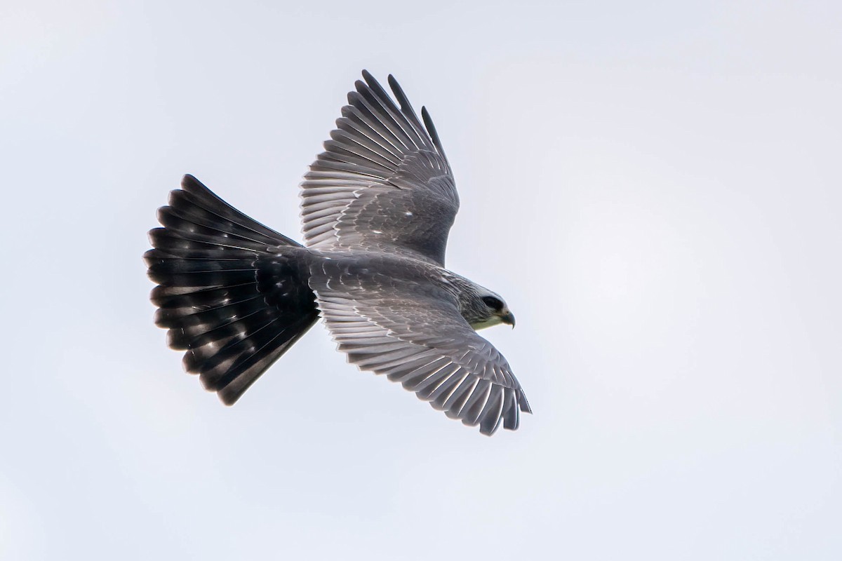 Mississippi Kite - ML482801401