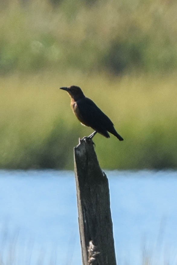 Boat-tailed Grackle - ML482803151