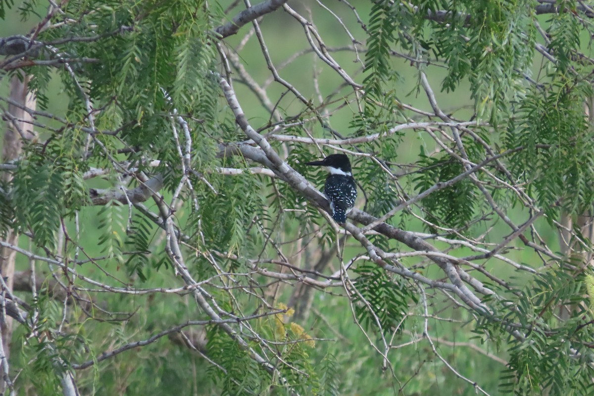 Green Kingfisher - ML482803731