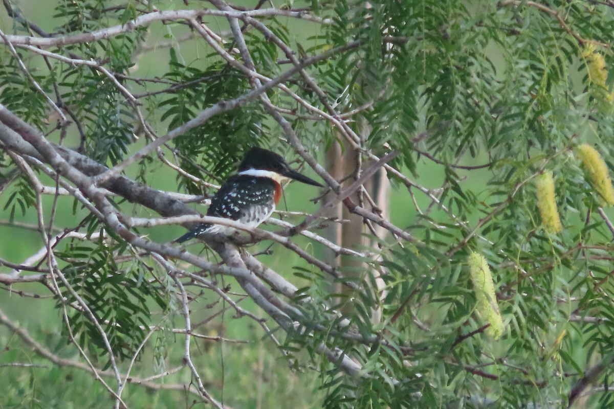 Green Kingfisher - ML482803741