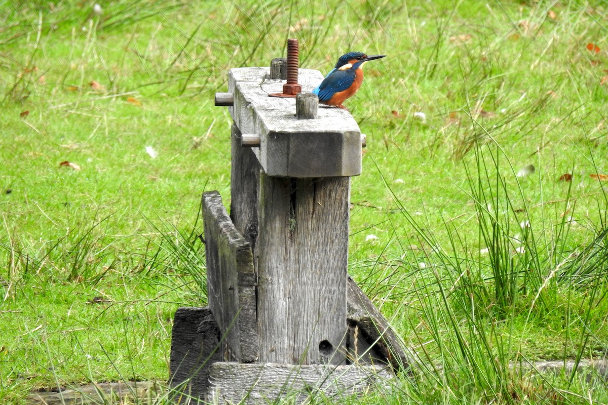 Common Kingfisher - Peter Hines