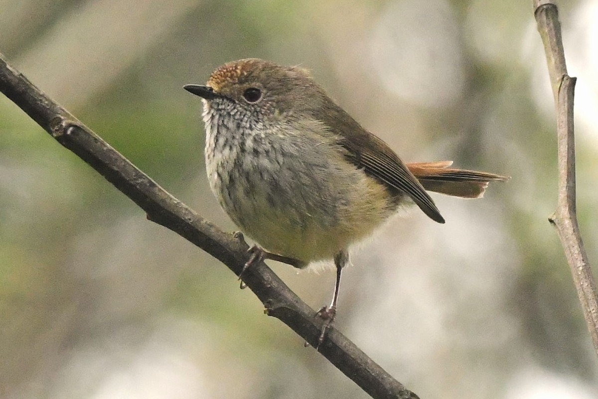 Brown Thornbill - ML482807511