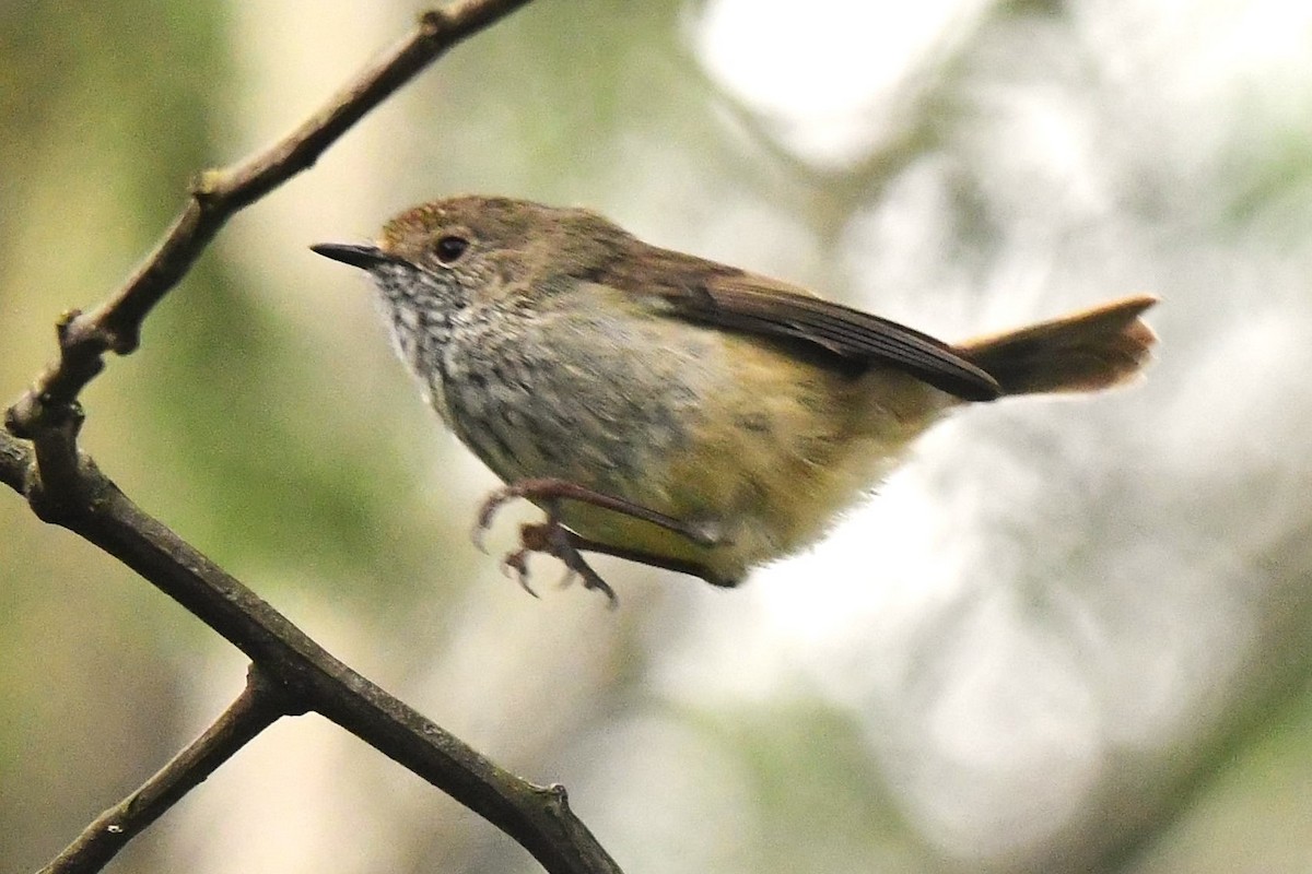 Brown Thornbill - ML482807531