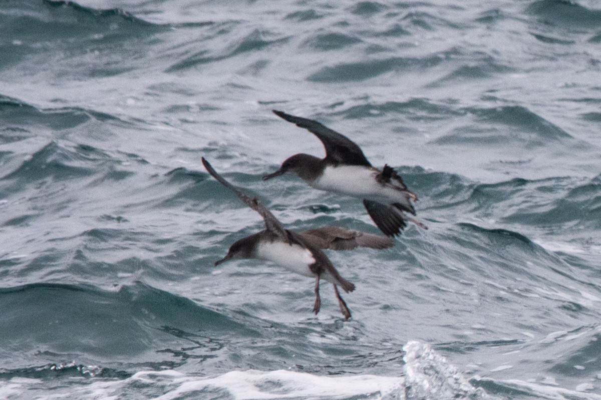 Fluttering Shearwater - ML482807981