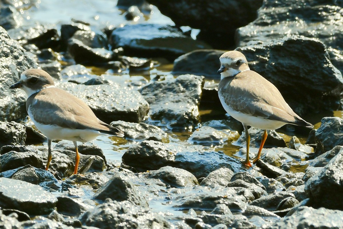 Semipalmated Plover - ML482808251