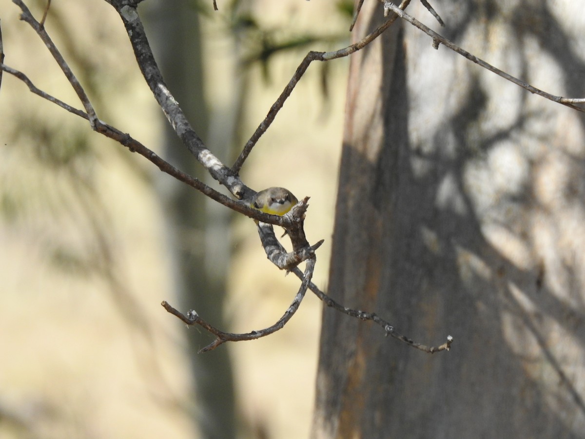 White-throated Gerygone - ML482808321