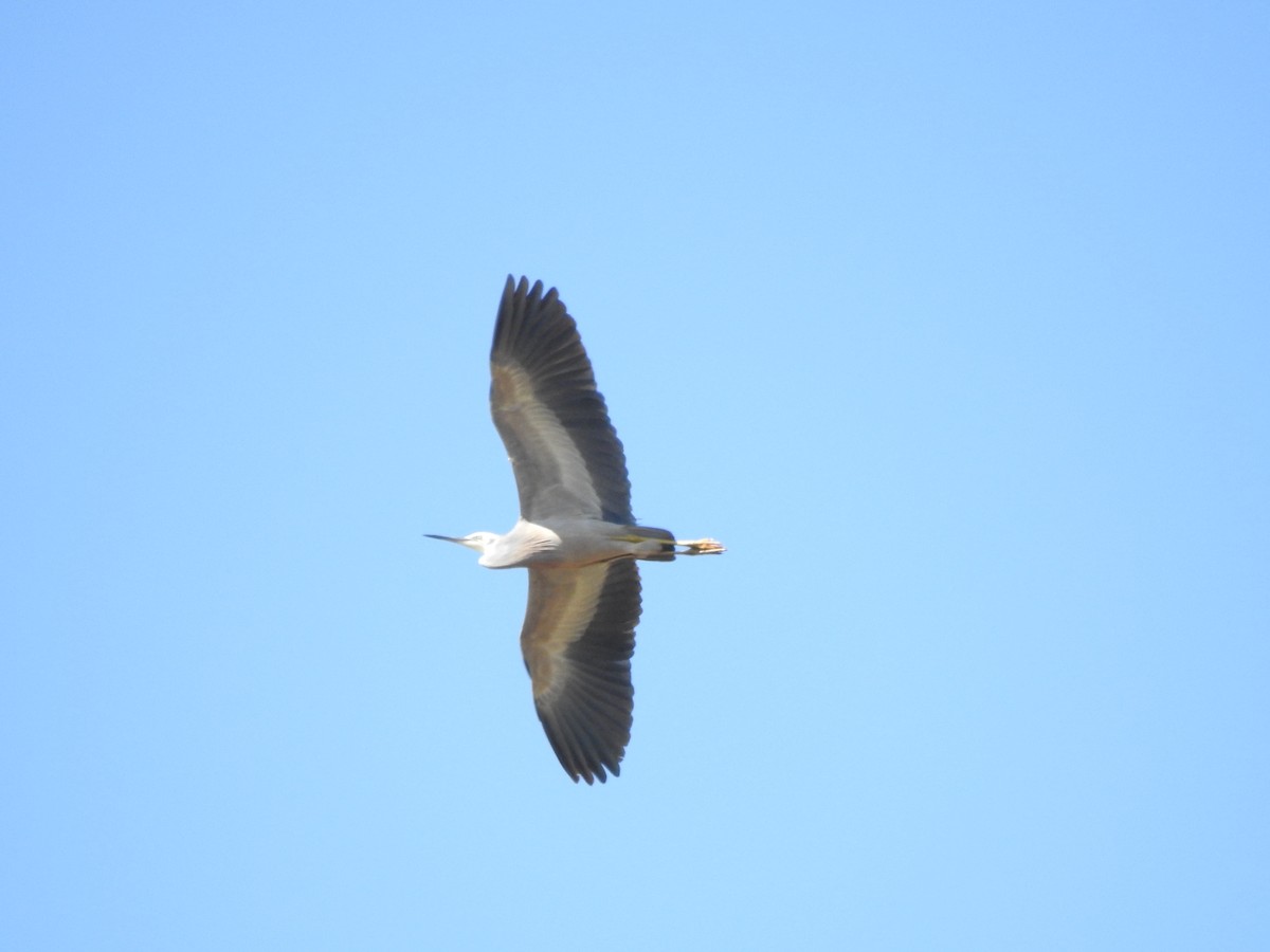 White-faced Heron - ML482808401