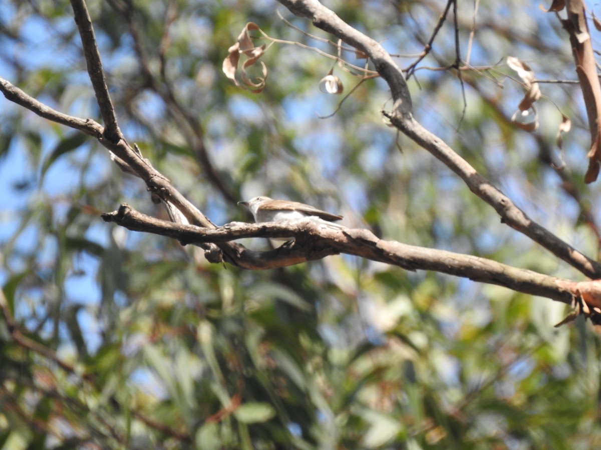 Varied Sittella - ML482808571