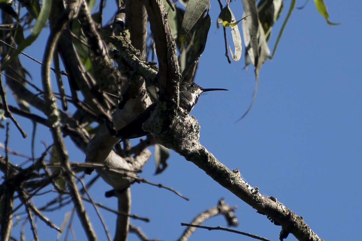 Black-throated Mango - Luiz Carlos Ramassotti