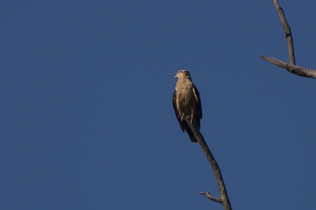 Caracara à tête jaune - ML48280971