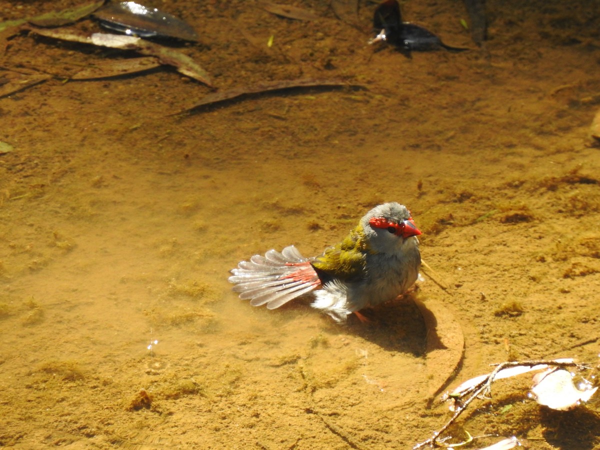 Red-browed Firetail - ML482809991