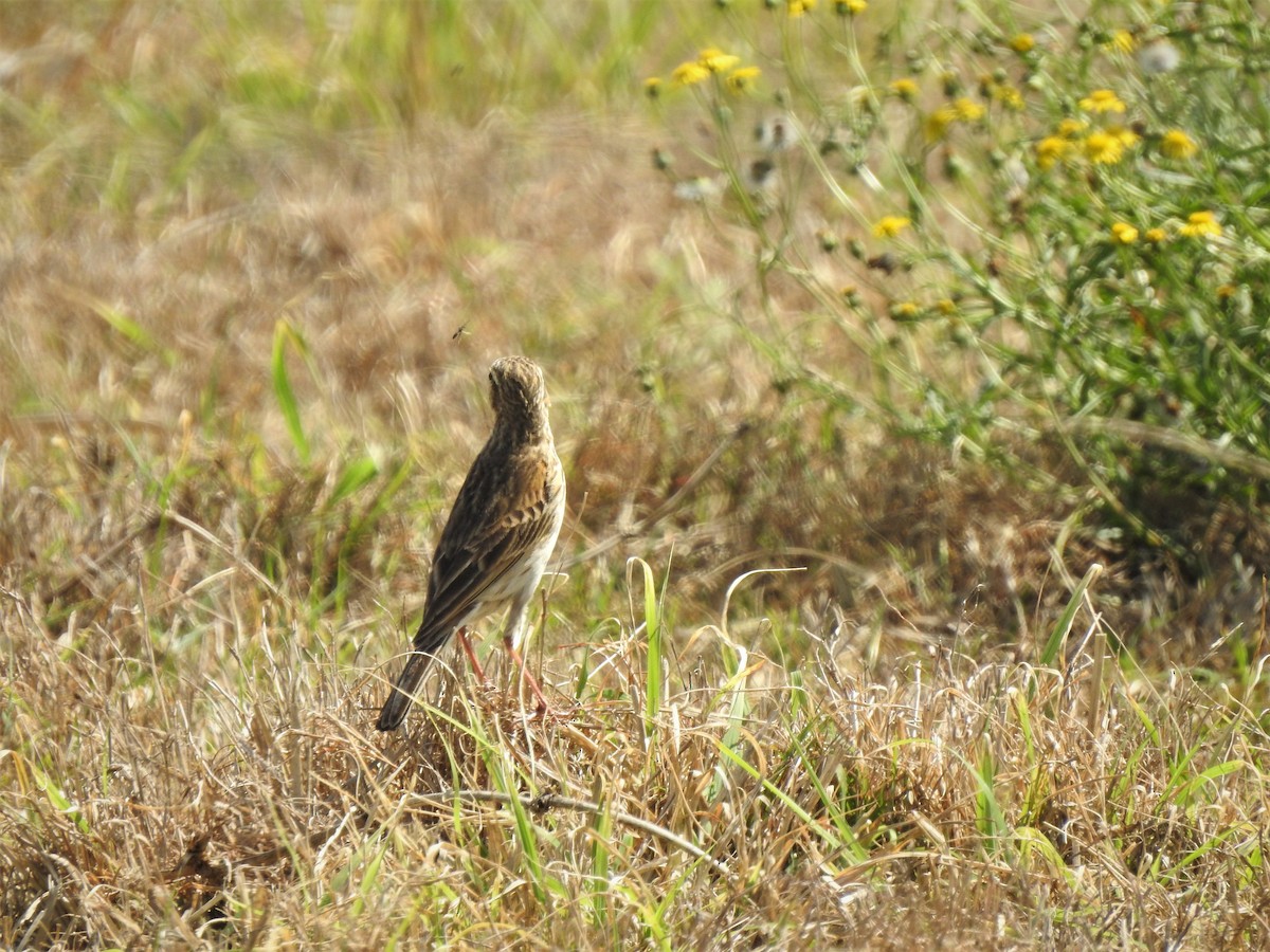 Australian Pipit - ML482810321