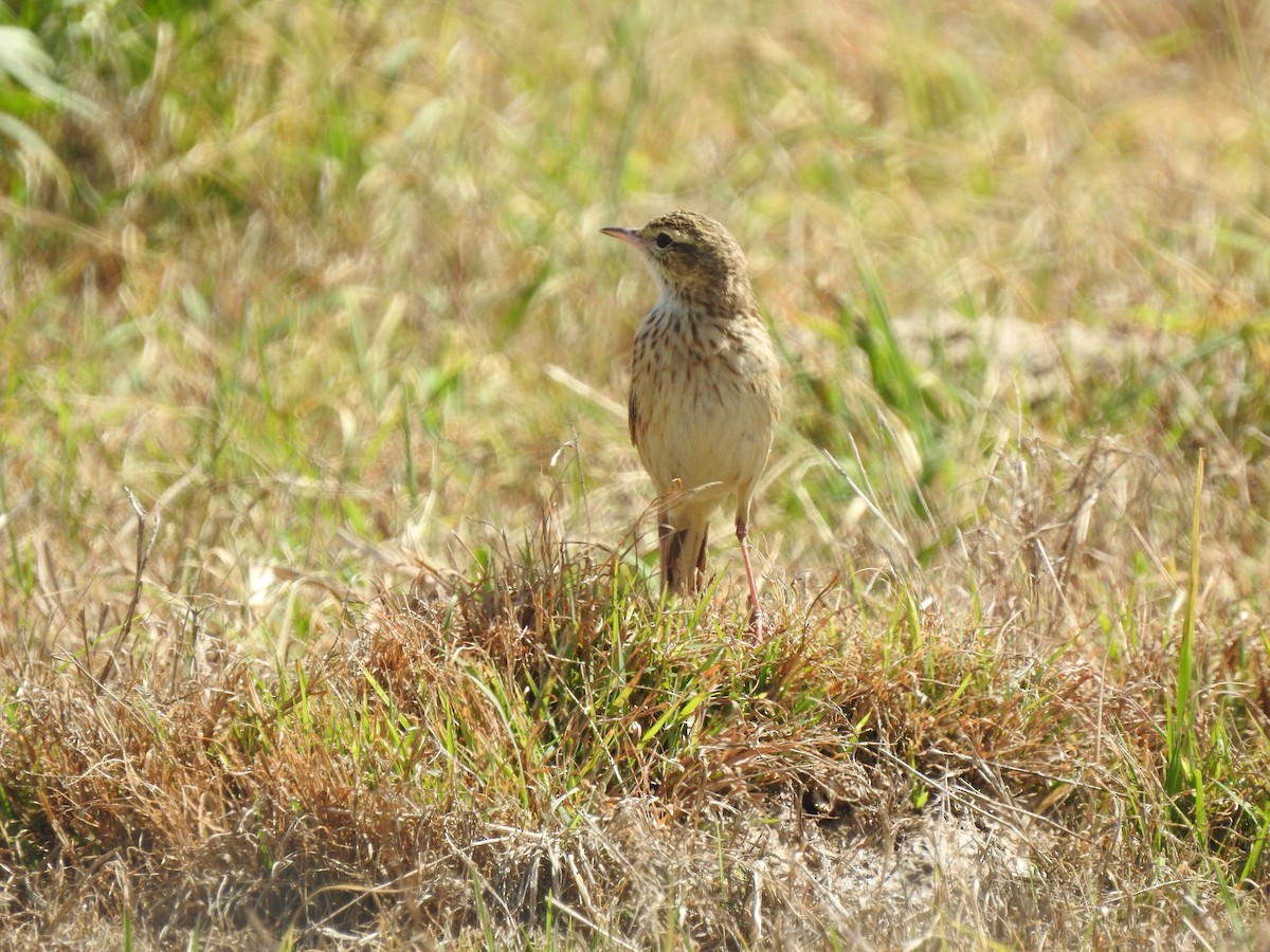 Australian Pipit - ML482810351