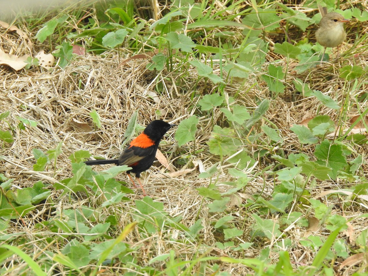 Red-backed Fairywren - ML482810491