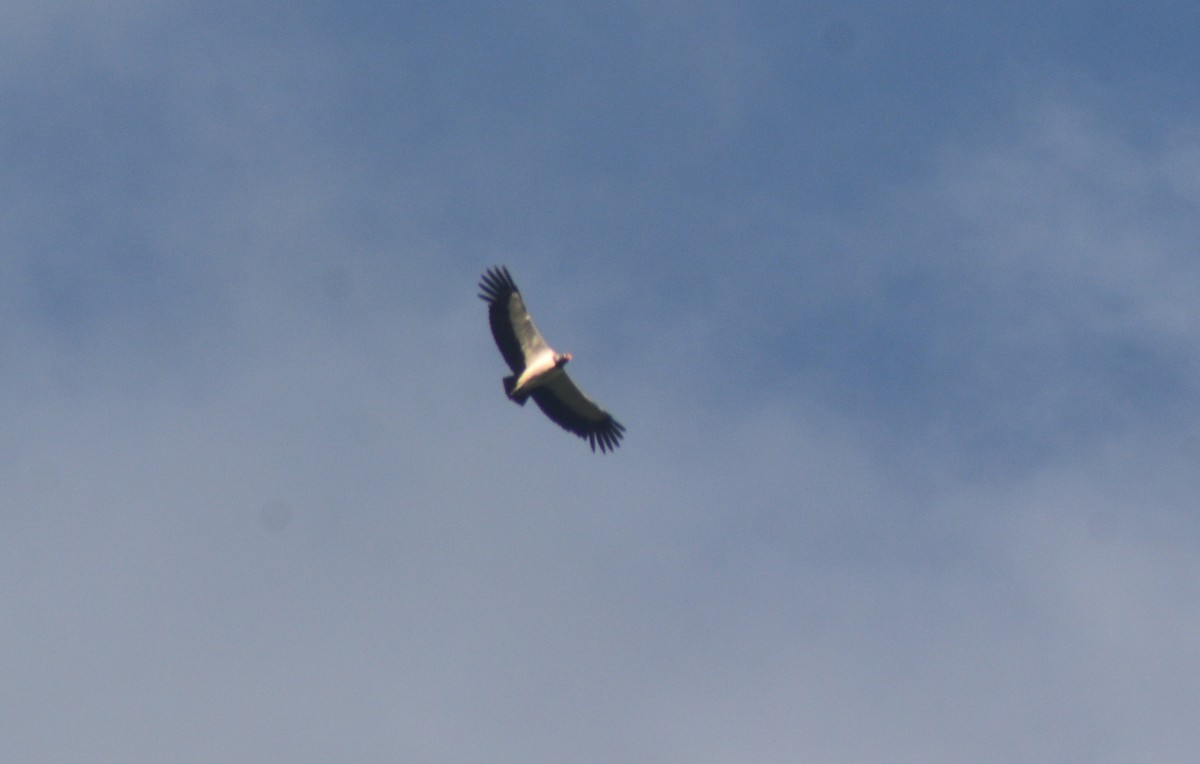 King Vulture - Olivier Marchal