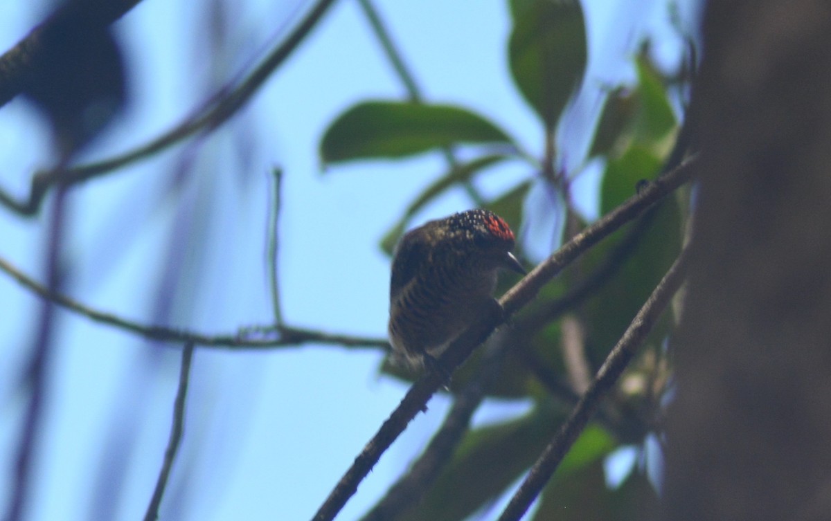 Golden-spangled Piculet - ML482812061