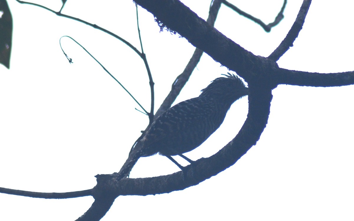 Barred Antshrike - ML482812101