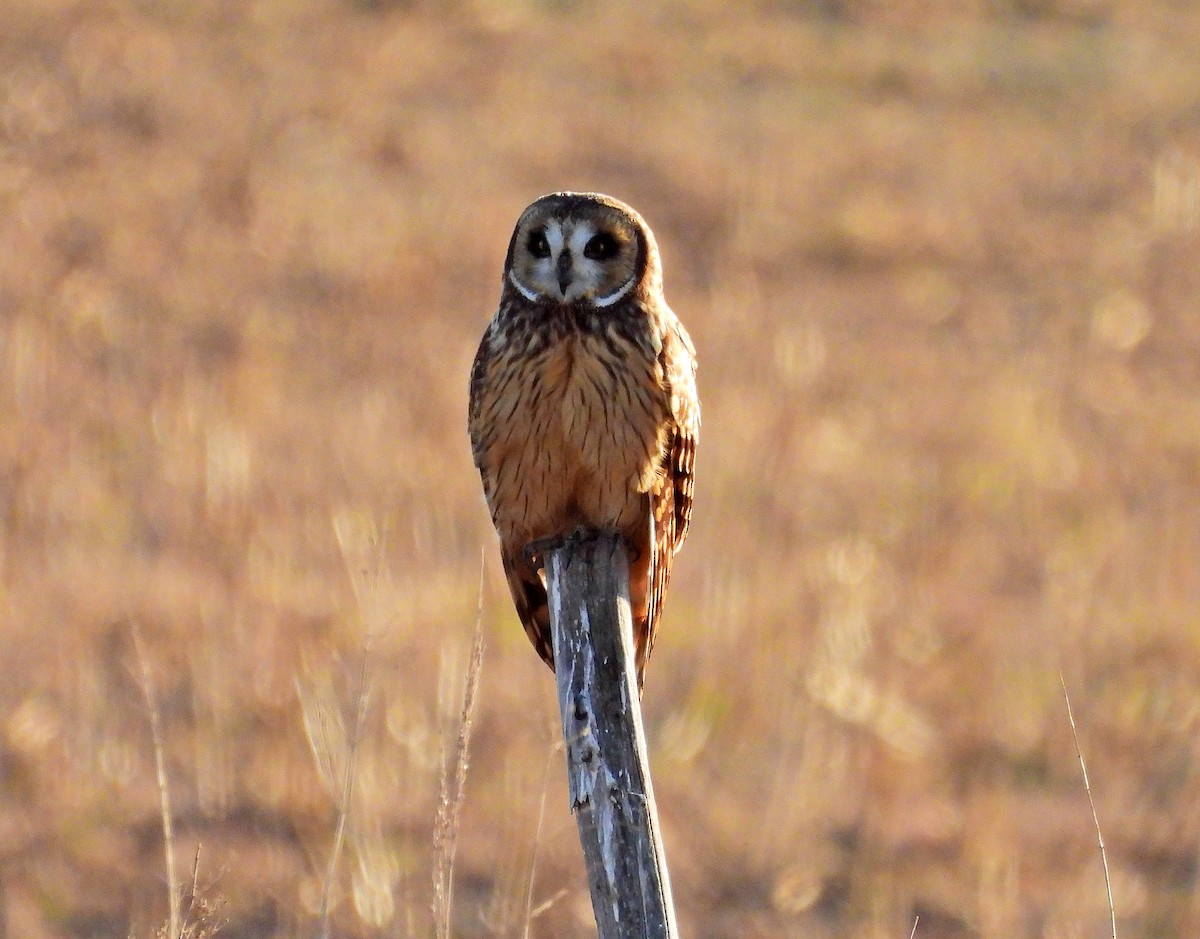 Short-eared Owl - Hugo Valderrey