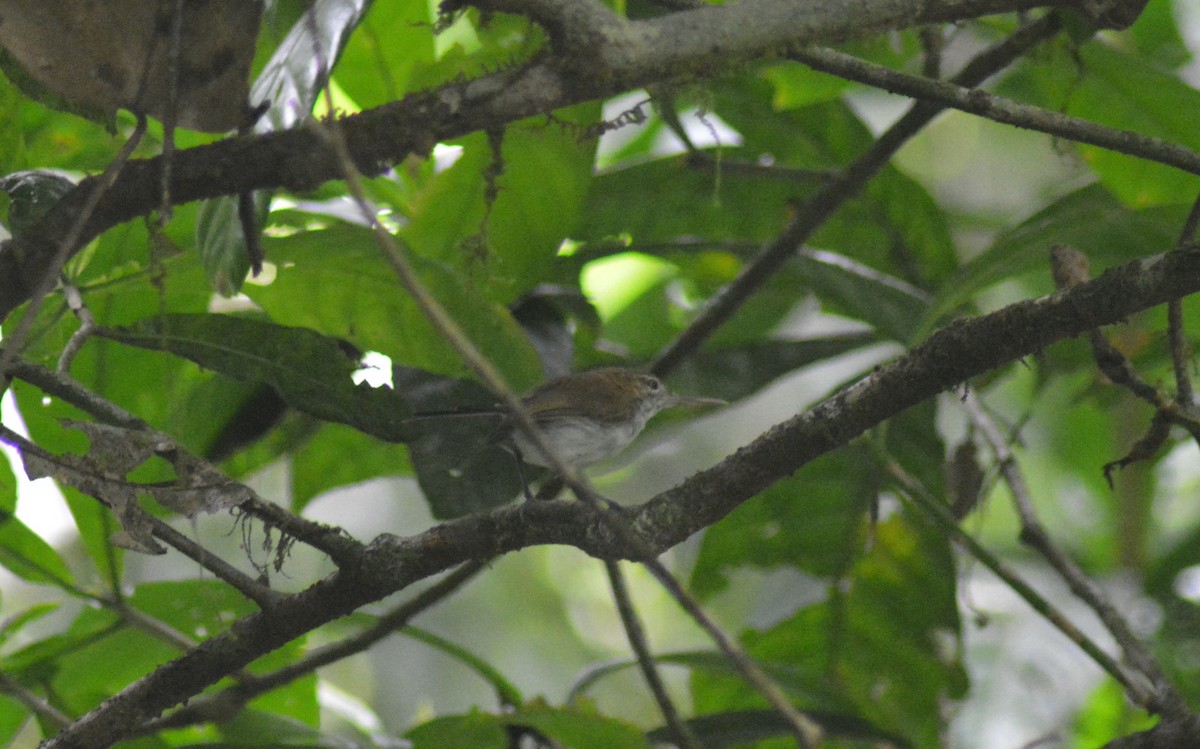 Long-billed Gnatwren - ML482812151