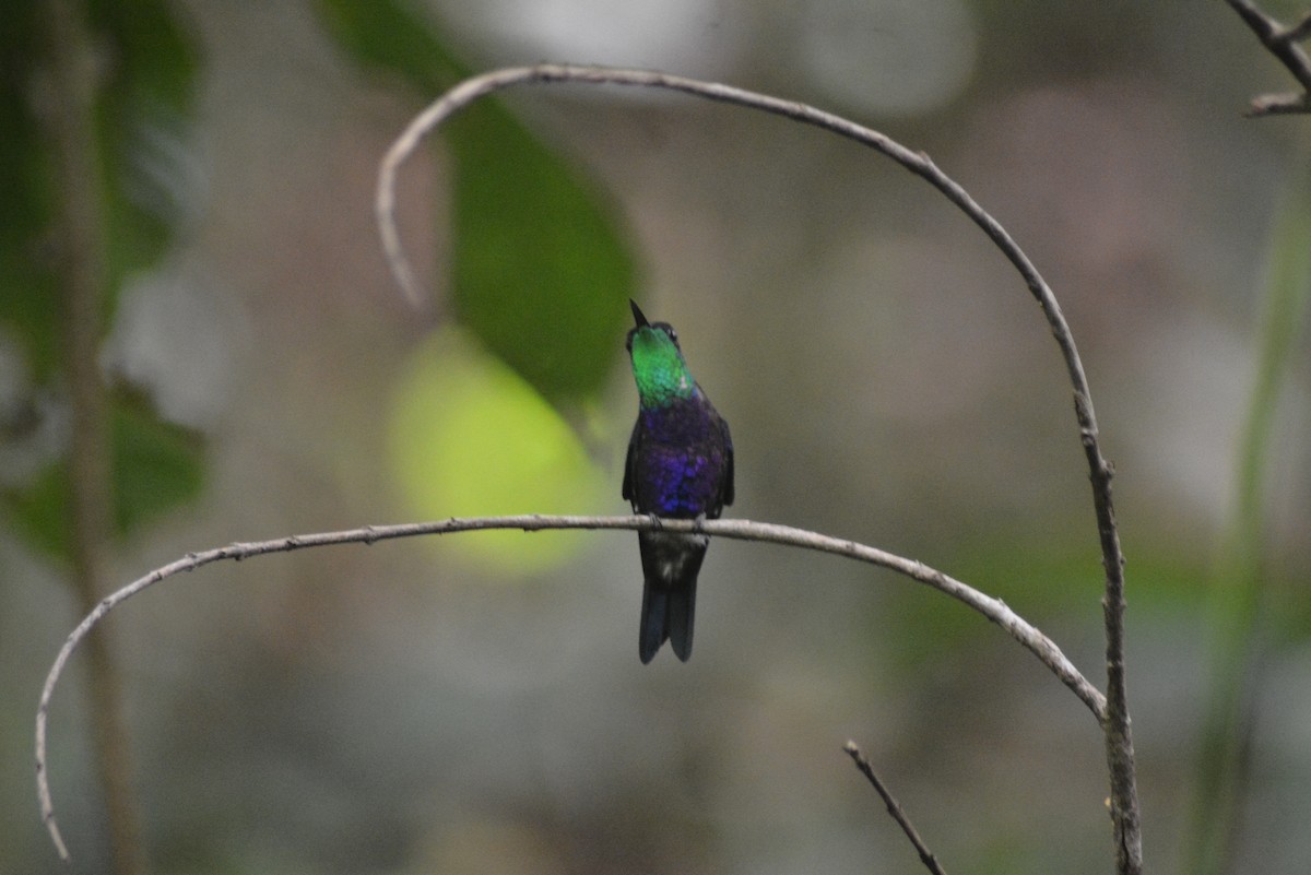 Fork-tailed Woodnymph - ML482812281