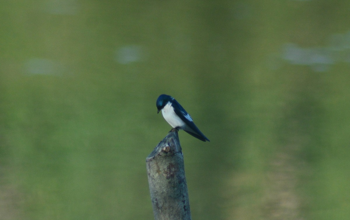 White-winged Swallow - ML482812301