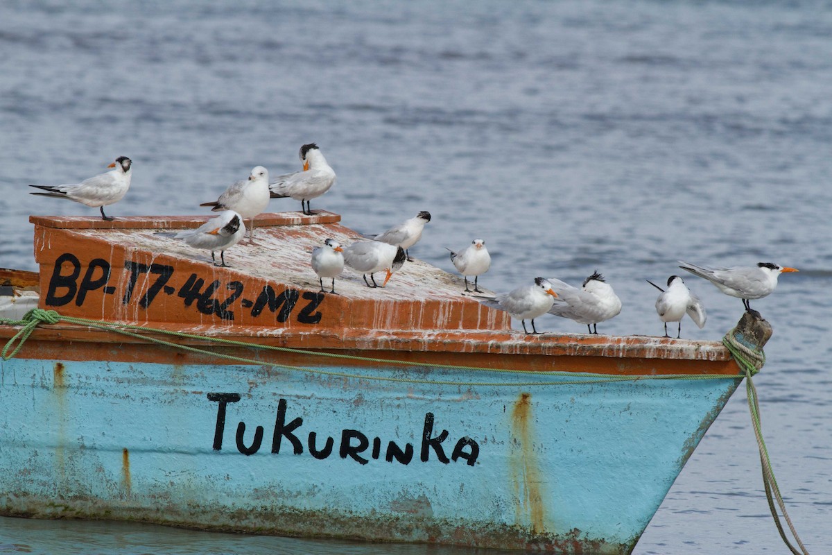 Ring-billed Gull - ML48281291